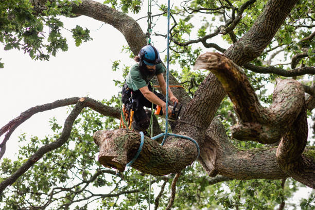 Mulching Services in Danville, AR