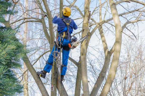 Reliable Danville, AR Tree Removal Services Solutions