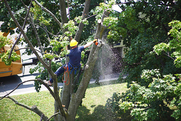 Lawn Watering Services in Danville, AR