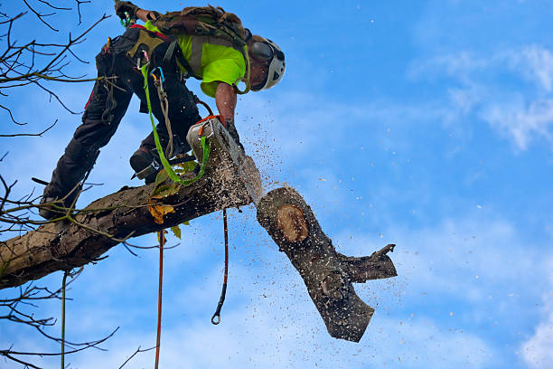 How Our Tree Care Process Works  in  Danville, AR